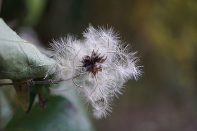 Close-up of spider on flower