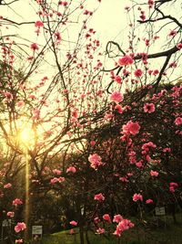 Pink flowers on tree