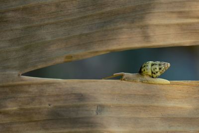 Close-up of snail on wood