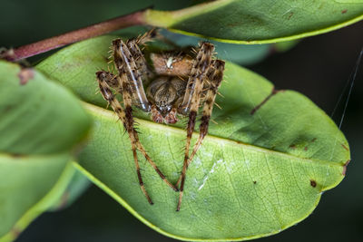 Close-up of insect on leaf