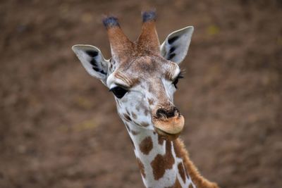 Close-up portrait of a giraffe