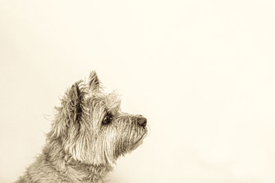 Small dog looking away against white background