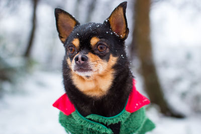 Close-up portrait of dog in snow