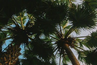 Low angle view of palm trees against sky