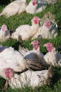 Birds in a field