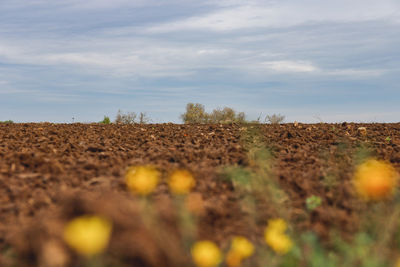 Scenic view of field against sky