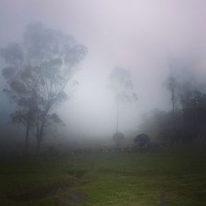 Trees on field against sky during rainy season