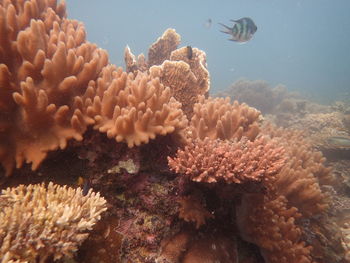 Close-up of coral in sea