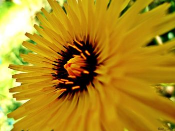 Close-up of yellow flower