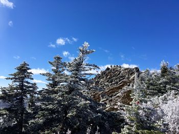Low angle view of trees against sky