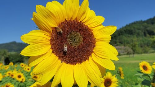 Close-up of sunflower