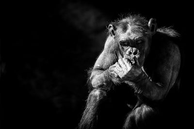 High angle view of chimpanzee