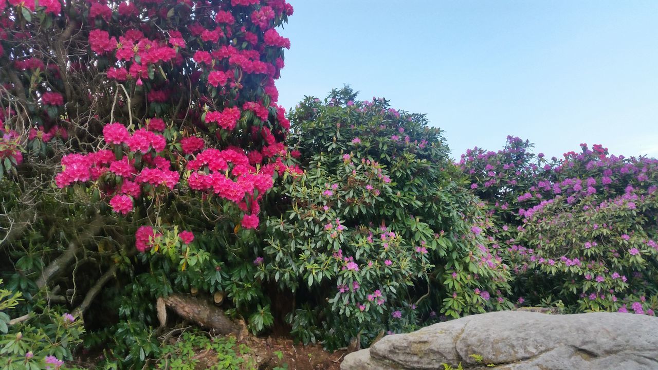 PINK FLOWERS GROWING ON TREE