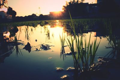 Scenic view of lake at sunset