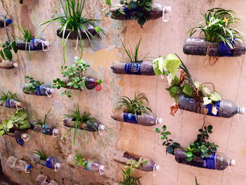 High angle view of potted plants