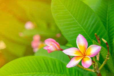 Close-up of pink flowering plant leaves