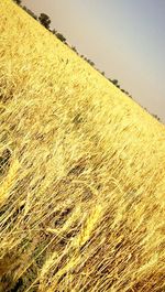 Close-up of agricultural field against sky