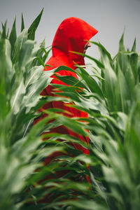 Close-up of red flowering plant