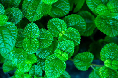 Full frame shot of fresh green leaves