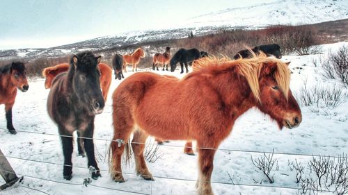 Close-up of horse