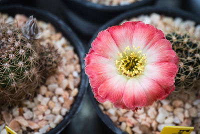 High angle view of pink flowering plant