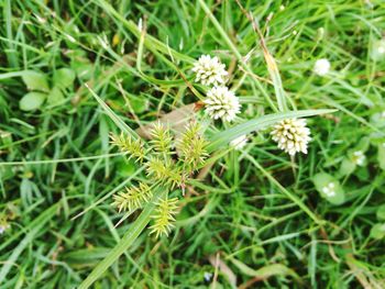 Close-up of flowers growing in field