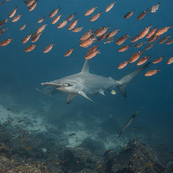 Fishes swimming in sea