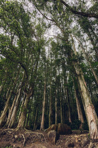 Low angle view of trees in forest