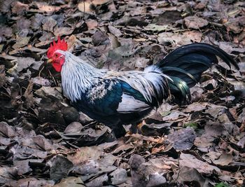 Close-up of rooster on field