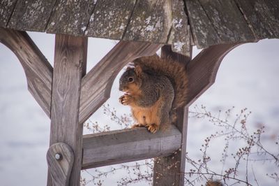 Low angle view of animal sitting on tree