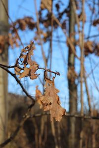 Close-up of dried leaves on branch