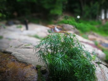 Close-up of plant growing on rock