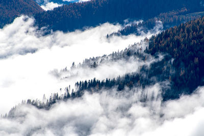 Low angle view of trees against sky