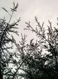 Low angle view of bare trees against sky