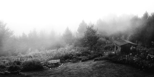 Trees and houses against sky during foggy weather