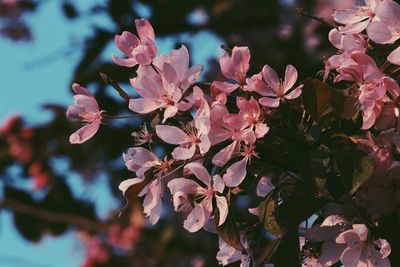 Close-up of pink cherry blossoms in spring