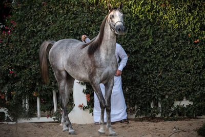 Horse standing on field