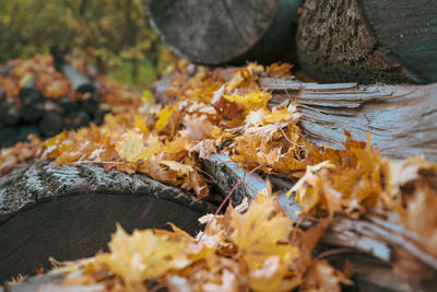 Close-up of fallen leaves on wood in forest