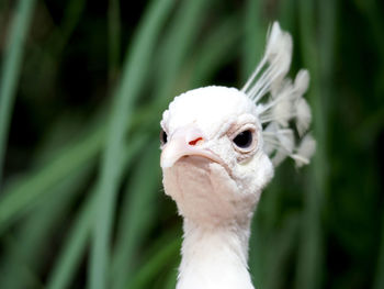 Close-up of white peacock