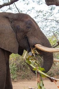 indian elephant