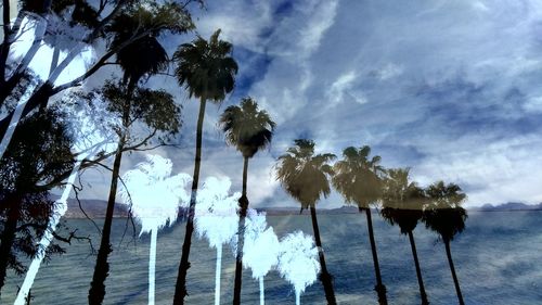 Palm trees on beach against sky