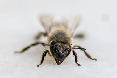 Close-up of insect on white background