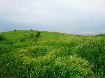 Scenic view of grassy field against sky