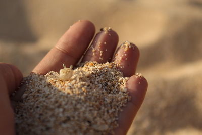 Close-up of hand holding fruit