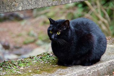 Cat relaxing on retaining wall