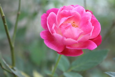 Close-up of pink flower
