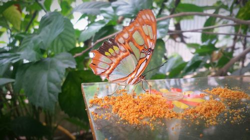 Close-up of butterfly and food on table in yard