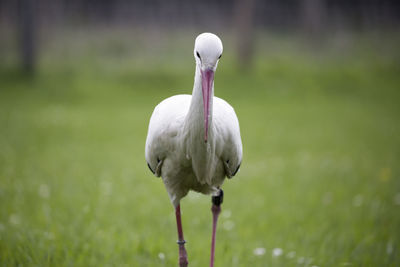 Close-up of white bird