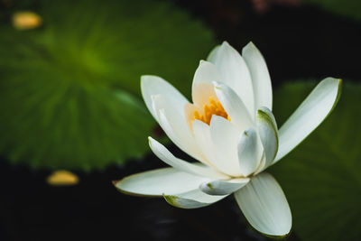 Close-up of white flowering plant