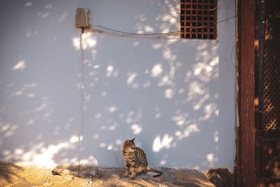View of a cat on the wall